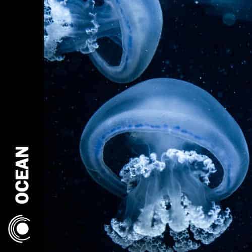 Ocean Ghost Production